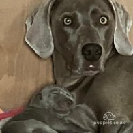 Weimaraner - Both