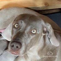 Weimaraner - Both