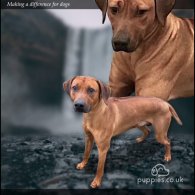 Rhodesian Ridgeback - Bitches