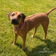 Rhodesian Ridgeback - Bitches