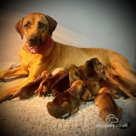 Rhodesian Ridgeback - Bitches