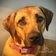 Rhodesian Ridgeback - Bitches