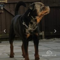 Rottweiler - Both