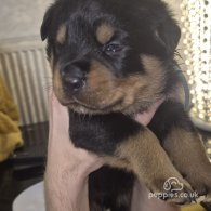 Rottweiler - Both