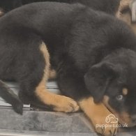 Rottweiler - Both