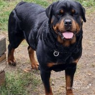 Rottweiler - Both