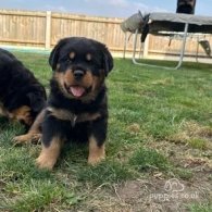 Rottweiler - Dogs