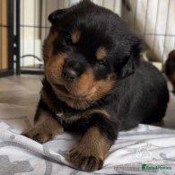 Rottweiler - Dogs