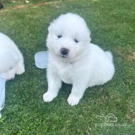 Samoyed - Both