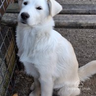 Border Collie - Both