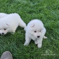 Samoyed - Both