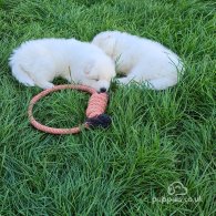 Samoyed - Both