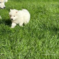 Samoyed - Both