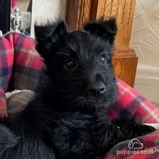 Scottish Terrier - Both