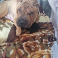 Shar Pei - Both