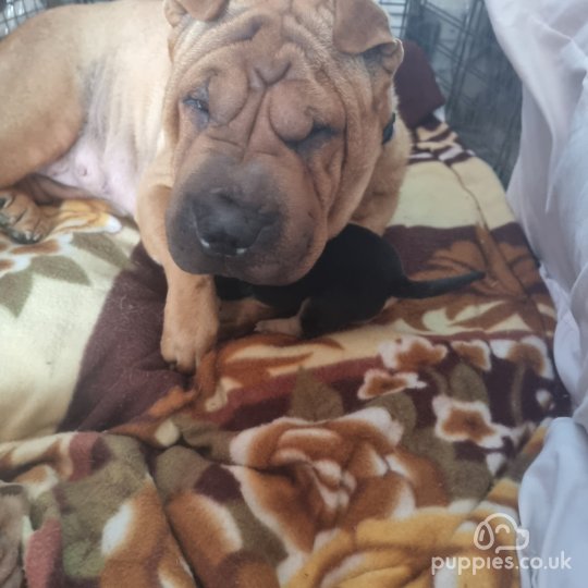 Shar Pei - Both