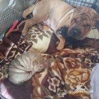 Shar Pei - Both