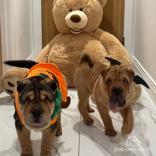 Shar Pei - Both