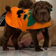 Shar Pei - Both