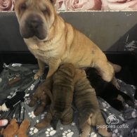 Shar Pei - Both