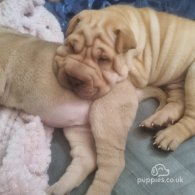 Shar Pei - Both