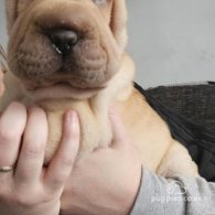 Shar Pei - Both