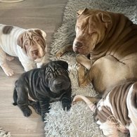 Shar Pei - Both