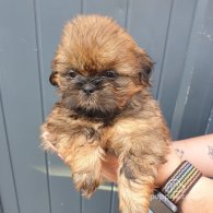 Shih Tzu - Both