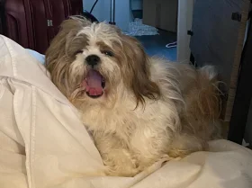 Shih Tzu