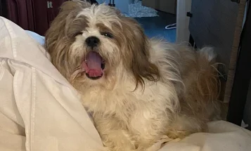 Shih Tzu
