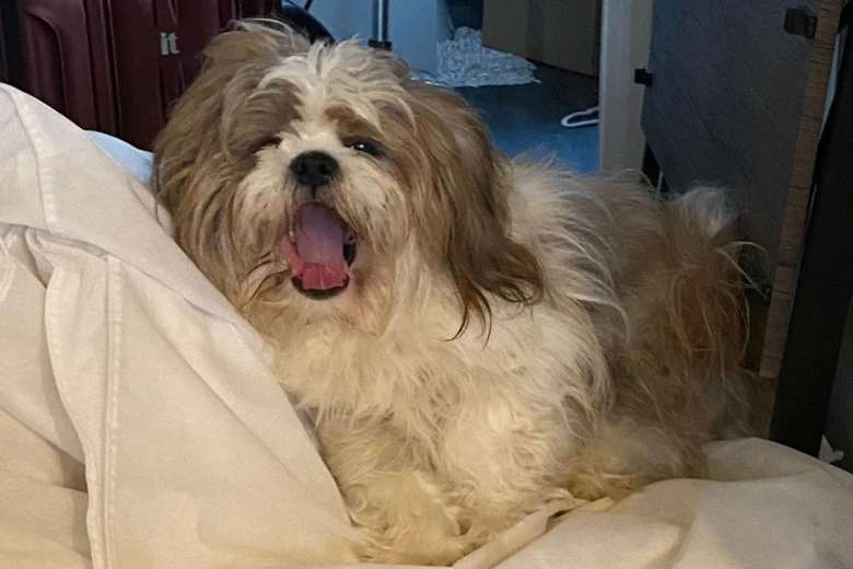 Shih Tzu