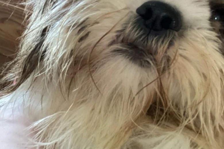 Shih Tzu