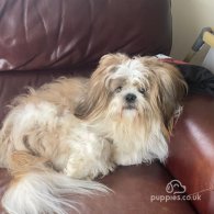 Shih Tzu