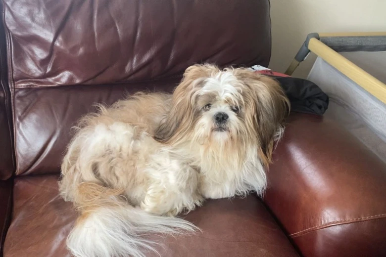 Shih Tzu