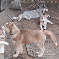 Siberian Husky - Bitches