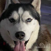 Siberian Husky - Bitches