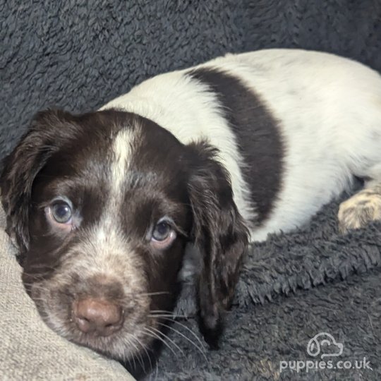 Sprocker Spaniel - Both