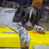 Sprocker Spaniel - Both