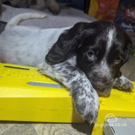 Sprocker Spaniel - Both