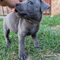 Staffordshire Bull Terrier - Both