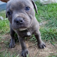 Staffordshire Bull Terrier - Both