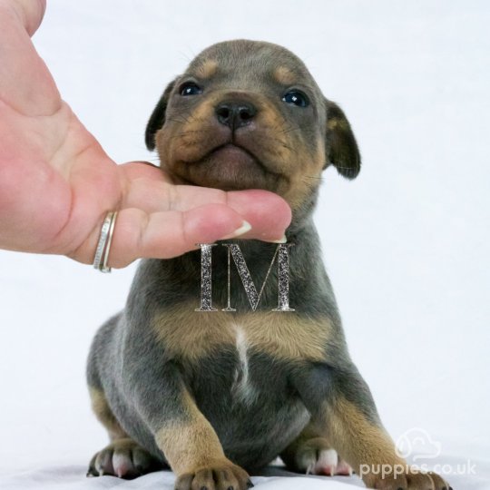 Staffordshire Bull Terrier - Both