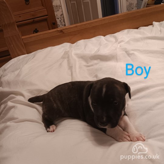 Staffordshire Bull Terrier - Both