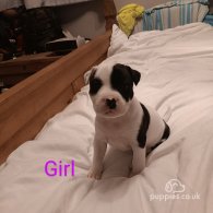 Staffordshire Bull Terrier - Both