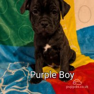 Staffordshire Bull Terrier - Both