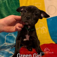 Staffordshire Bull Terrier - Both