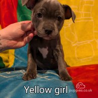 Staffordshire Bull Terrier - Both