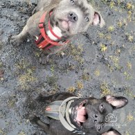 Staffordshire Bull Terrier - Both