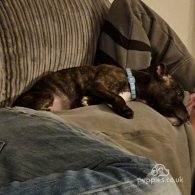 Staffordshire Bull Terrier - Dogs