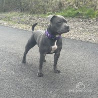 Staffordshire Bull Terrier - Both